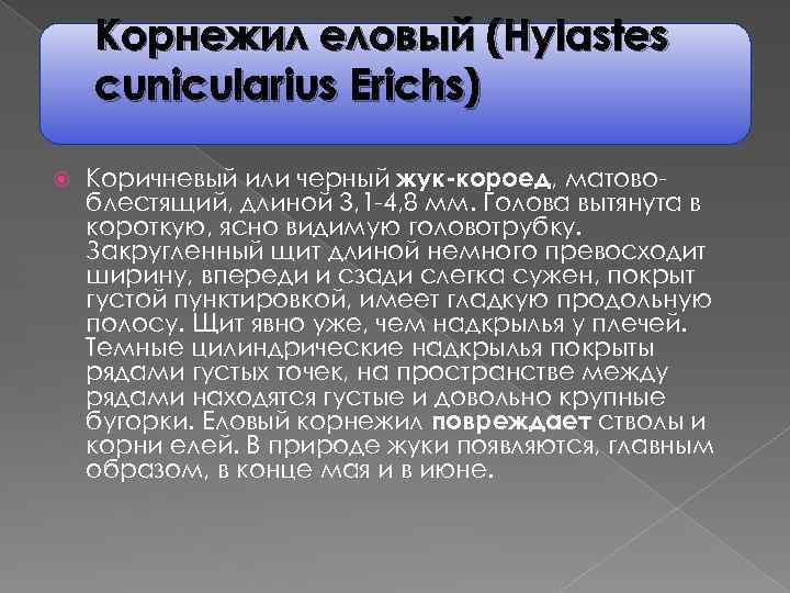 Корнежил еловый (Hylastes cunicularius Еrichs) Коричневый или черный жук-короед, матовоблестящий, длиной 3, 1 -4,