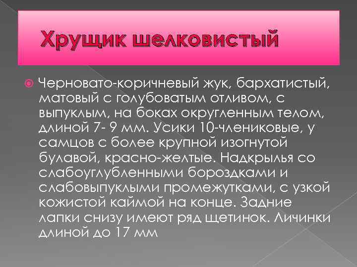 Хрущик шелковистый Черновато-коричневый жук, бархатистый, матовый с голубоватым отливом, с выпуклым, на боках округленным