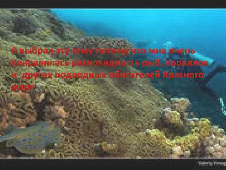 Я выбрал эту тему потому что мне очень понравилась разновидность рыб, кораллов и других