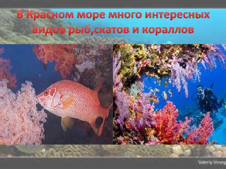 В Красном море много интересных видов рыб, скатов и кораллов 