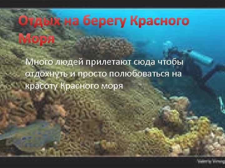 Отдых на берегу Красного Моря Много людей прилетают сюда чтобы отдохнуть и просто полюбоваться