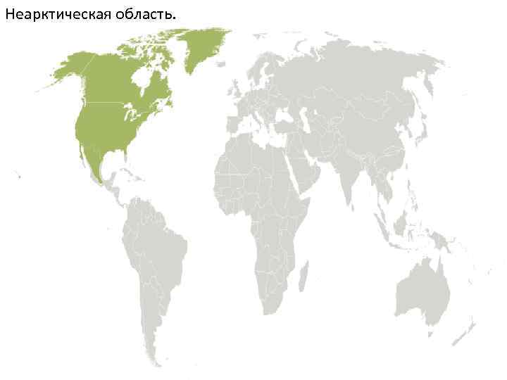 Неарктическая область. 