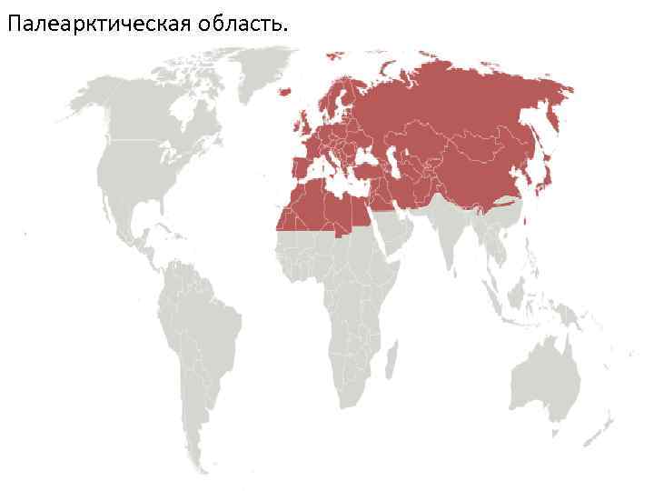 Палеарктическая область. 