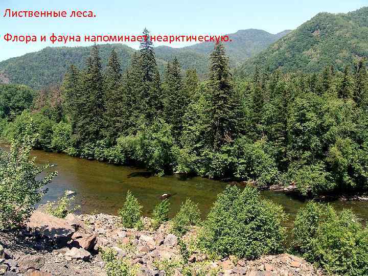 Лиственные леса. Флора и фауна напоминает неарктическую. 