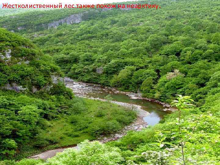 Жестколиственный лес также похож на неарктику. 