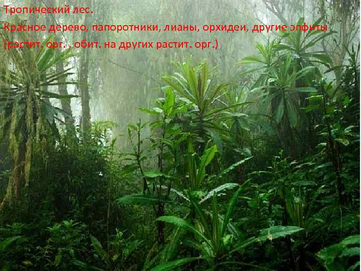 Тропический лес. Красное дерево, папоротники, лианы, орхидеи, другие эпфиты (растит. орг. , обит. на