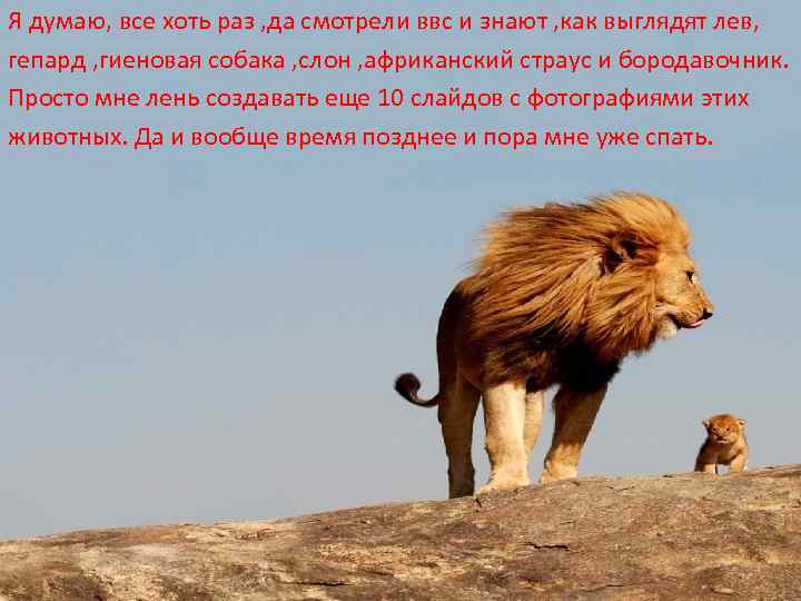 Лев останется. Как выглядят львы и циклы. Лев бежит за обезьяной. Сильнее страус сильнее Льва. Львы не бегают за шавкой цитаты.