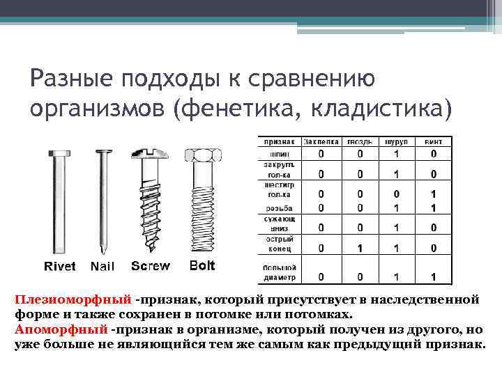 Разные подходы к сравнению организмов (фенетика, кладистика) Плезиоморфный -признак, который присутствует в наследственной форме