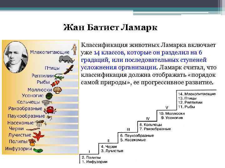 Жан Батист Ламарк Классификация животных Ламарка включает уже 14 классов, которые он разделил на