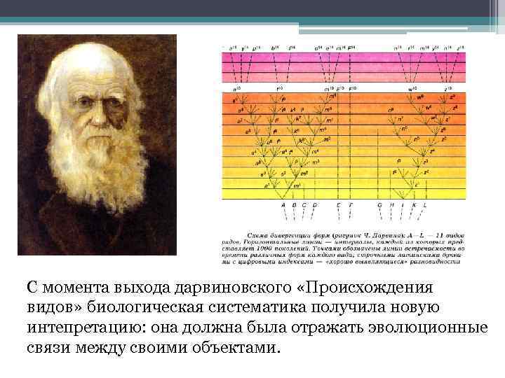 С момента выхода дарвиновского «Происхождения видов» биологическая систематика получила новую интепретацию: она должна была