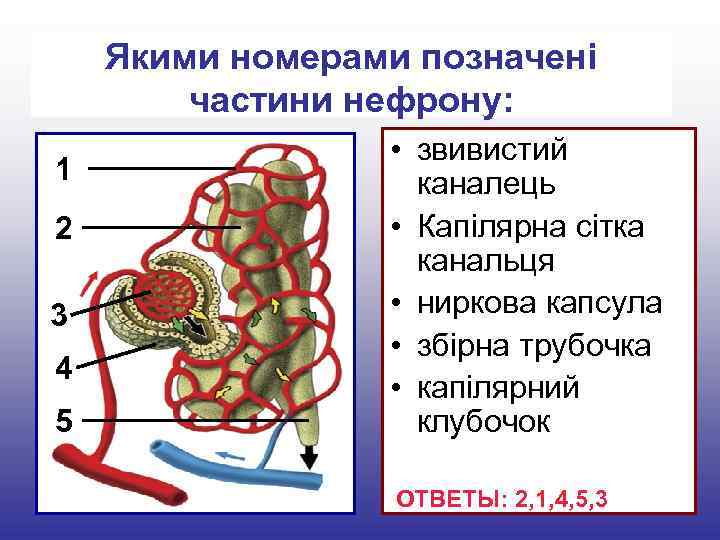 Якими номерами позначені частини нефрону: 1 2 3 4 5 • звивистий каналець •