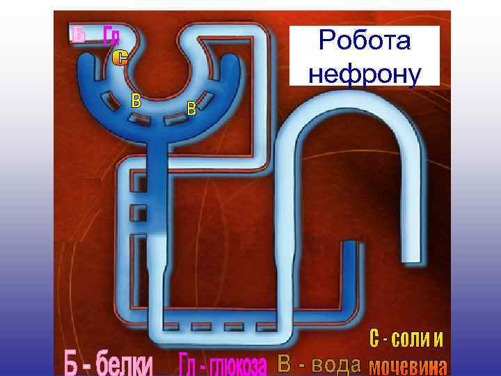 Робота нефрону 