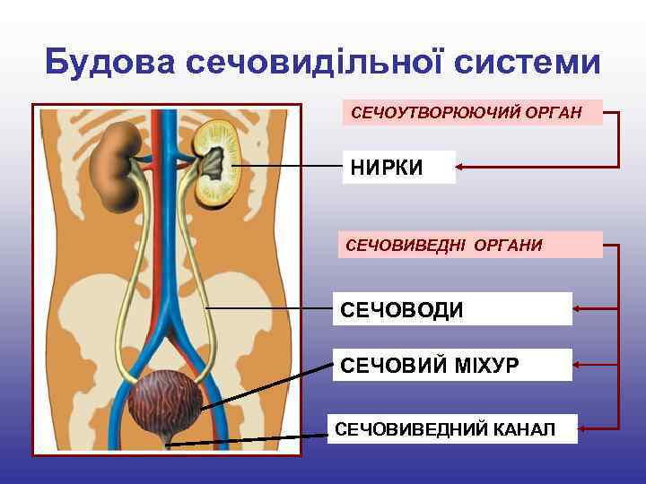 Будова сечовидільної системи СЕЧОУТВОРЮЮЧИЙ ОРГАН НИРКИ СЕЧОВИВЕДНІ ОРГАНИ СЕЧОВОДИ СЕЧОВИЙ МІХУР СЕЧОВИВЕДНИЙ КАНАЛ 