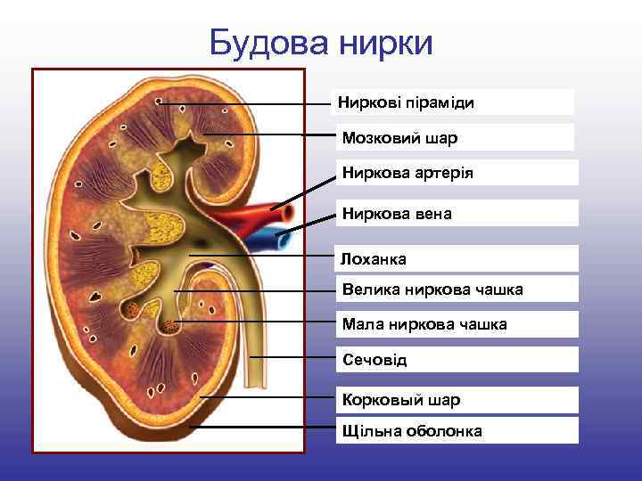 Будова нирки Ниркові піраміди Мозковий шар Ниркова артерія Ниркова вена Лоханка Велика ниркова чашка