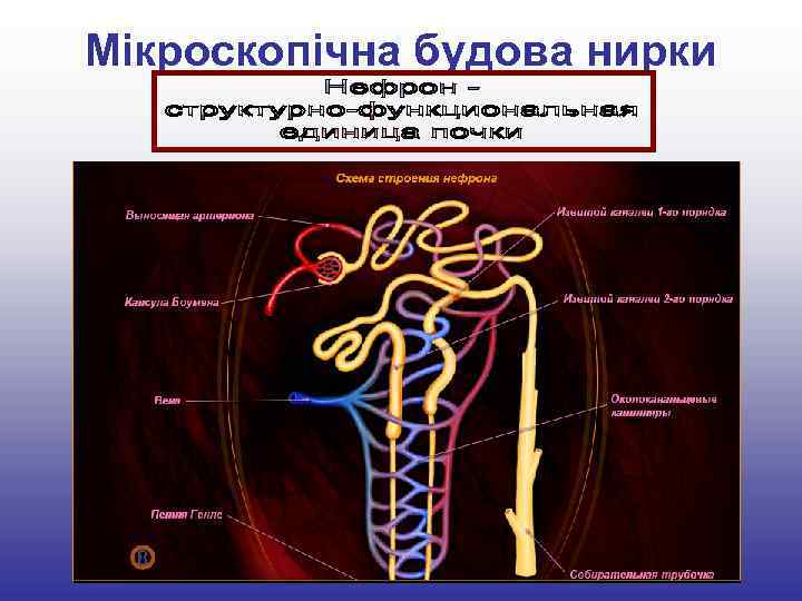 Мікроскопічна будова нирки 