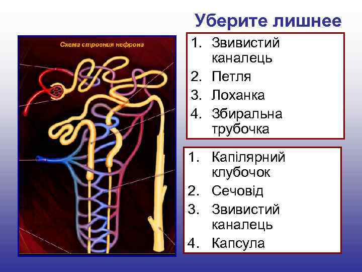 Уберите лишнее 1. Звивистий каналець 2. Петля 3. Лоханка 4. Збиральна трубочка 1. Капілярний