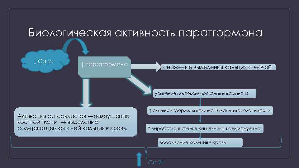 Биологическая активность паратгормона ↓ Са 2+ ↑ паратгормона снижение выделения кальция с мочой усиление