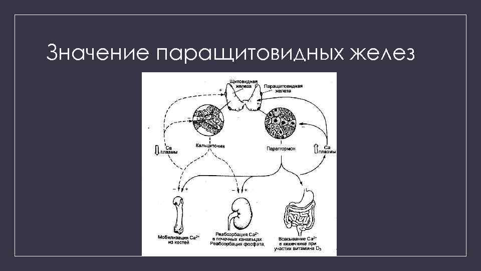 Значение паращитовидных желез 