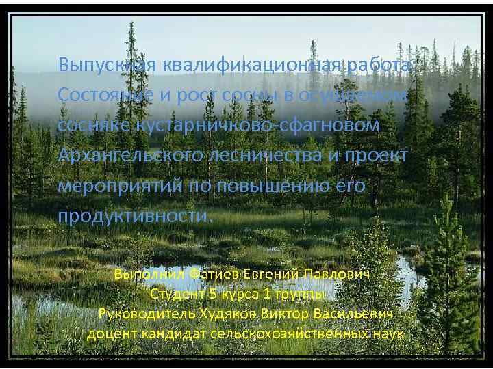 Выпускная квалификационная работа: Состояние и рост сосны в осушаемом Выпускная квалификационная работа: сосняке кустарничково-сфагновом