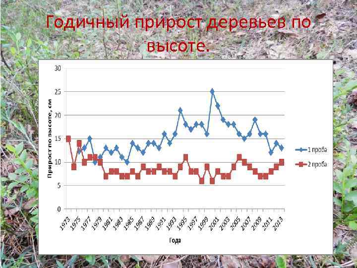 Годичный прирост деревьев по высоте. 