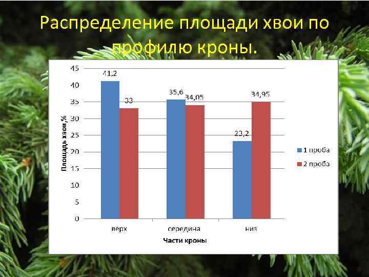 Распределение площади хвои по профилю кроны. 