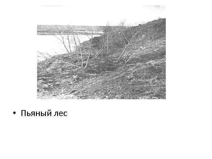  • Пьяный лес 