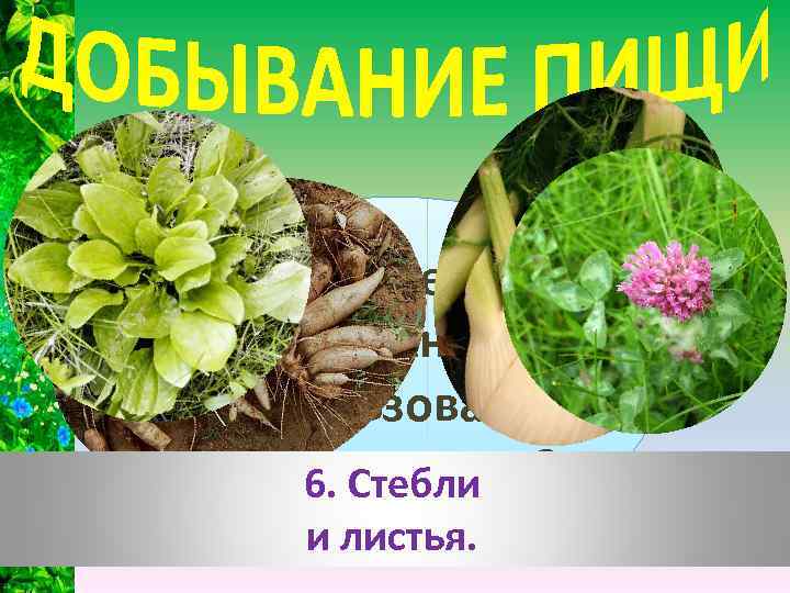 А что еще можно использовать в качестве еды? 5. Коренья 6. Стебли и и