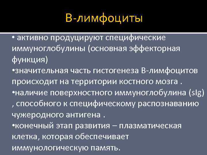 B-лимфоциты • активно продуцируют специфические иммуноглобулины (основная эффекторная функция) • значительная часть гистогенеза В-лимфоцитов