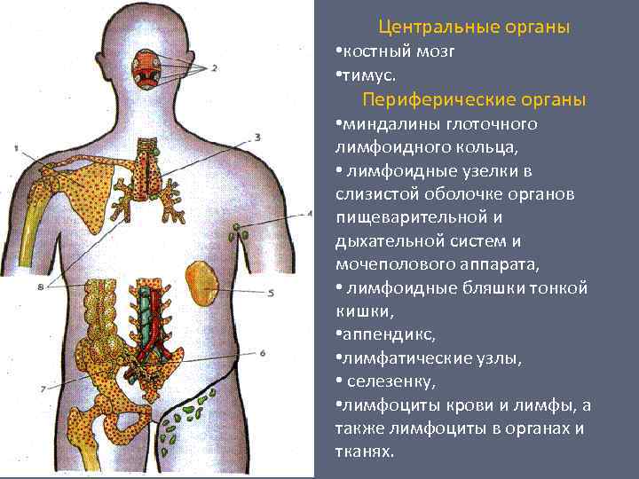 Центральные органы • костный мозг • тимус. Периферические органы • миндалины глоточного лимфоидного кольца,