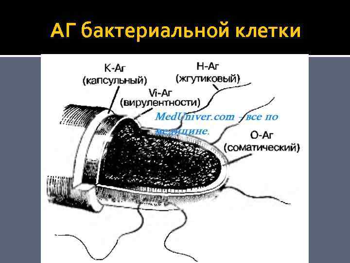 АГ бактериальной клетки 