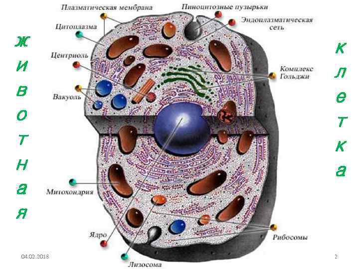 ж и в о т н а я 04. 02. 2018 к л е