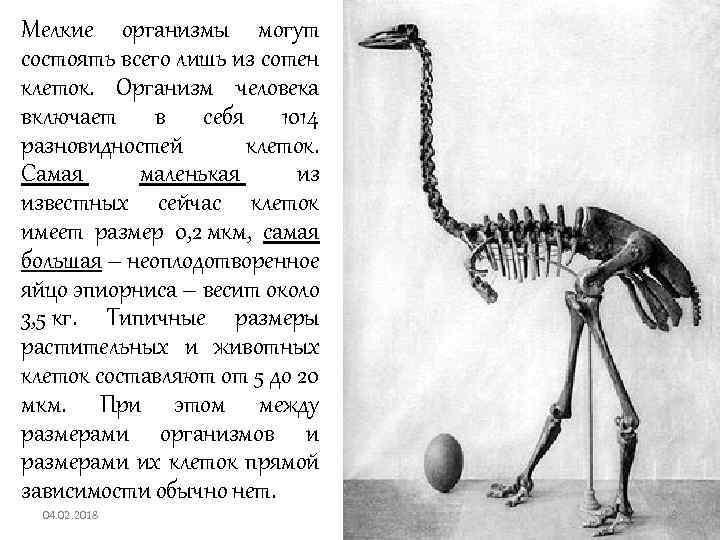 Мелкие организмы могут состоять всего лишь из сотен клеток. Организм человека включает в себя