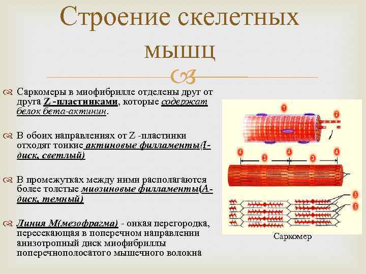 Строение скелетных мышц Саркомеры в миофибрилле отделены друг от друга Z -пластинками, которые содержат