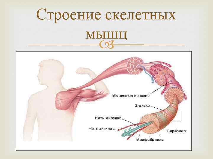 Строение скелетных мышц 