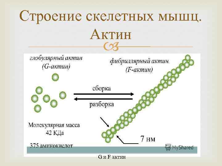 Строение скелетных мышц. Актин G и F актин 