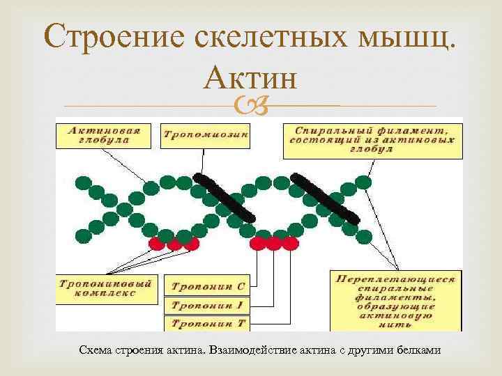 Строение скелетных мышц. Актин Схема строения актина. Взаимодействие актина с другими белками 