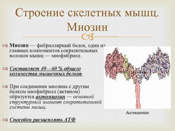 Строение скелетных мышц. Миозин — фибриллярный белок, один из главных компонентов сократительных волокон мышц