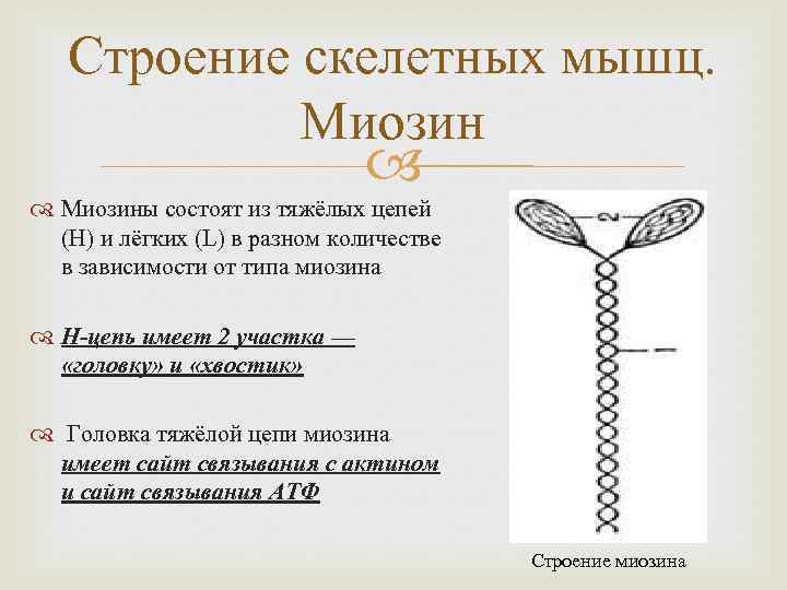 Строение скелетных мышц. Миозины состоят из тяжёлых цепей (H) и лёгких (L) в разном