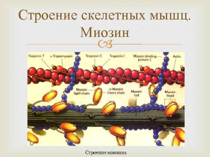 Строение скелетных мышц. Миозин Строение миозина 