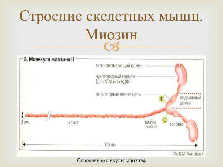 Строение скелетных мышц. Миозин Строение молекулы миозина 