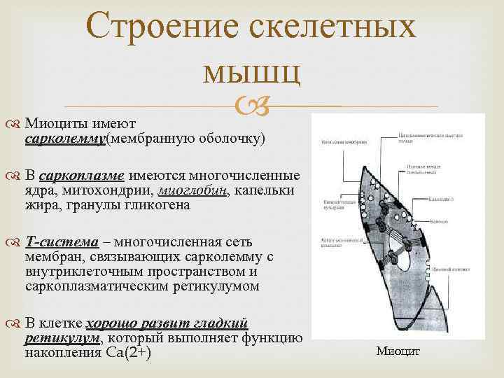 Схема изменения структуры гладкого миоцита до и после сокращения