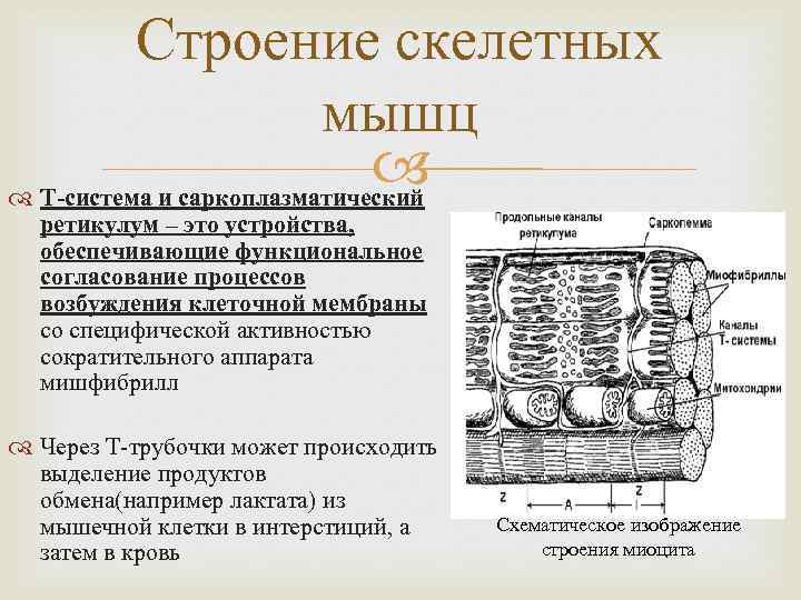 Строение скелетных мышц Т-система и саркоплазматический ретикулум – это устройства, обеспечивающие функциональное согласование процессов