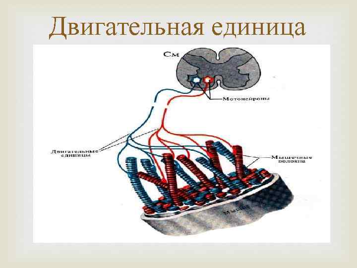 Двигательная единица 