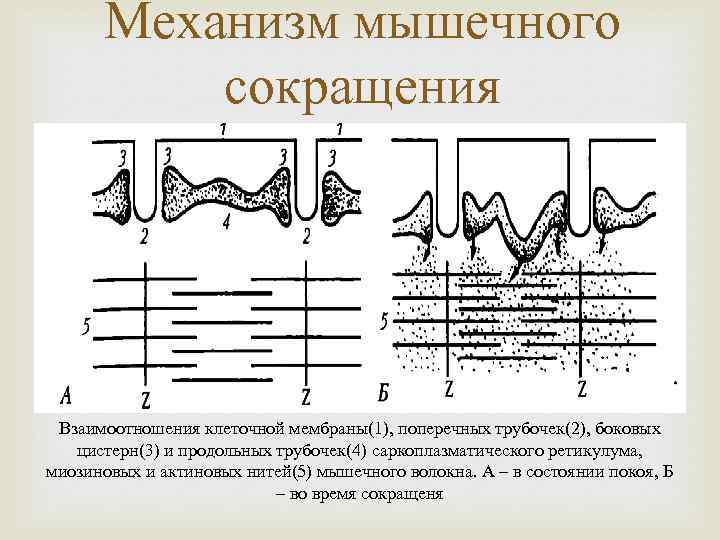 Механизм мышечного сокращения Взаимоотношения клеточной мембраны(1), поперечных трубочек(2), боковых цистерн(3) и продольных трубочек(4) саркоплазматического