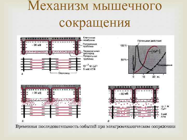 Механизм мышечного сокращения Временная последовательность событий при электромеханическом сопряжении 