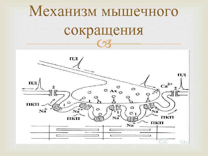 Механизм мышечного сокращения 