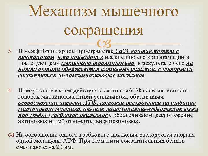 3. Механизм мышечного сокращения В межфибриллярном пространстве Са 2+ контактирует с тропонином, что приводит