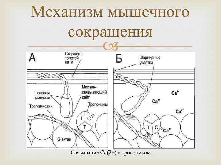 Механизм мышечного сокращения Связывание Ca(2+) с тропонином 