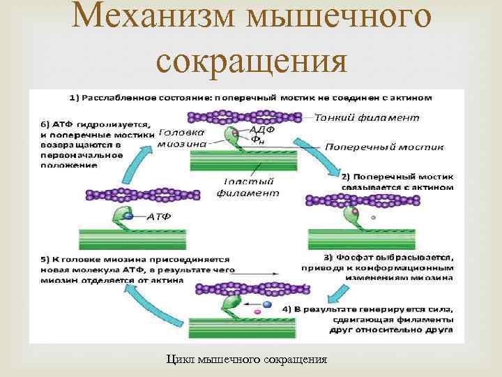 Механизм мышечного сокращения Цикл мышечного сокращения 