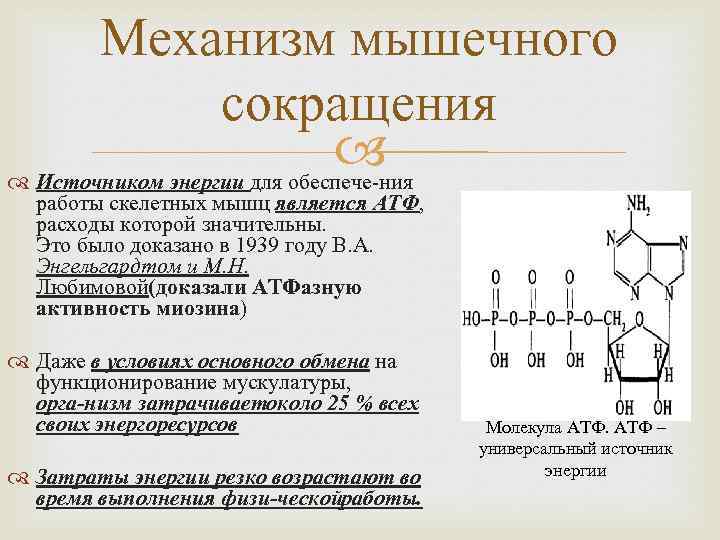 Механизм мышечного сокращения Источником энергии для обеспече ния работы скелетных мышц является АТФ, расходы